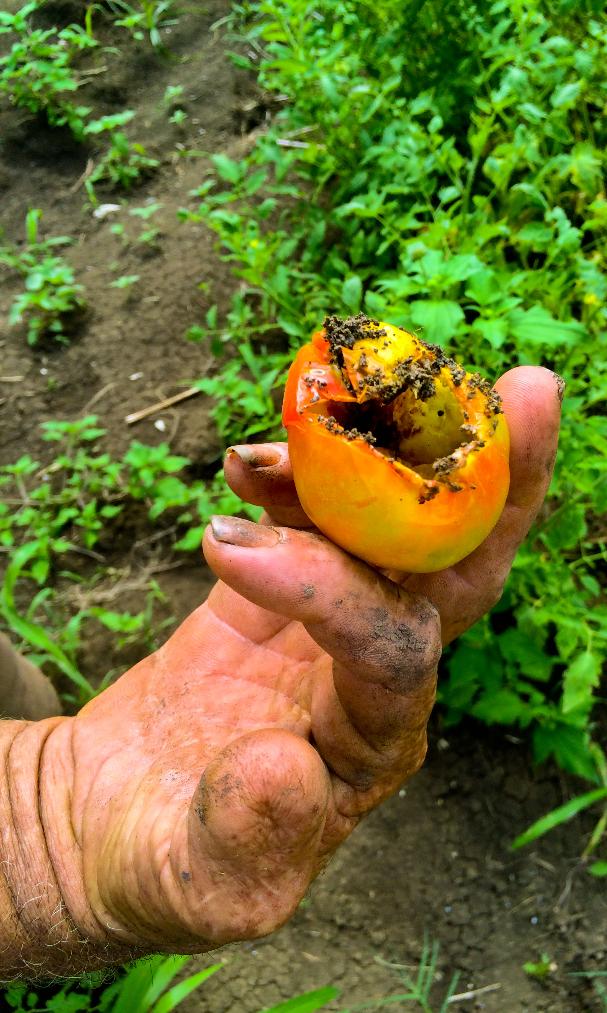 Lutguery perdió una hectárea de tomates (Foto: Elaine Díaz)