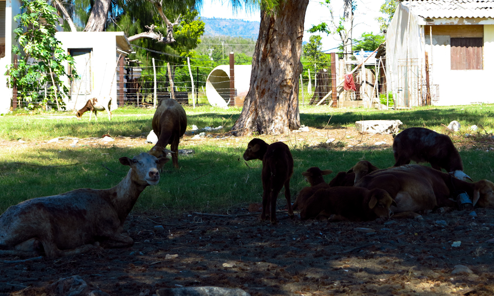¿Qué pasará con los ovejos de las familias de Mar Verde? (Foto: Julio Batista)