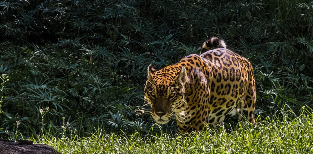 Jaguar