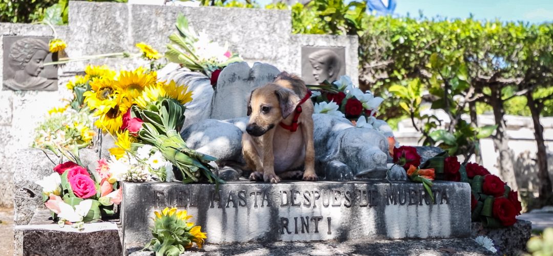 Desde hace años, esta caminata contra el maltrato animal se realiza en abril, en honor a Jeannette Ryder, una filántropa estadounidense cuyo perro está enterrado en un nicho a sus pies (Foto: Ismario Rodríguez).