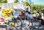 Desde hace años, esta caminata contra el maltrato animal se realiza en abril, en honor a Jeannette Ryder, una filántropa estadounidense cuyo perro está enterrado en un nicho a sus pies (Foto: Ismario Rodríguez).