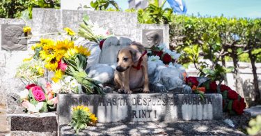 Desde hace años, esta caminata contra el maltrato animal se realiza en abril, en honor a Jeannette Ryder, una filántropa estadounidense cuyo perro está enterrado en un nicho a sus pies (Foto: Ismario Rodríguez).