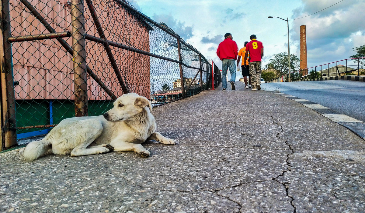 Perro callejero descansando.