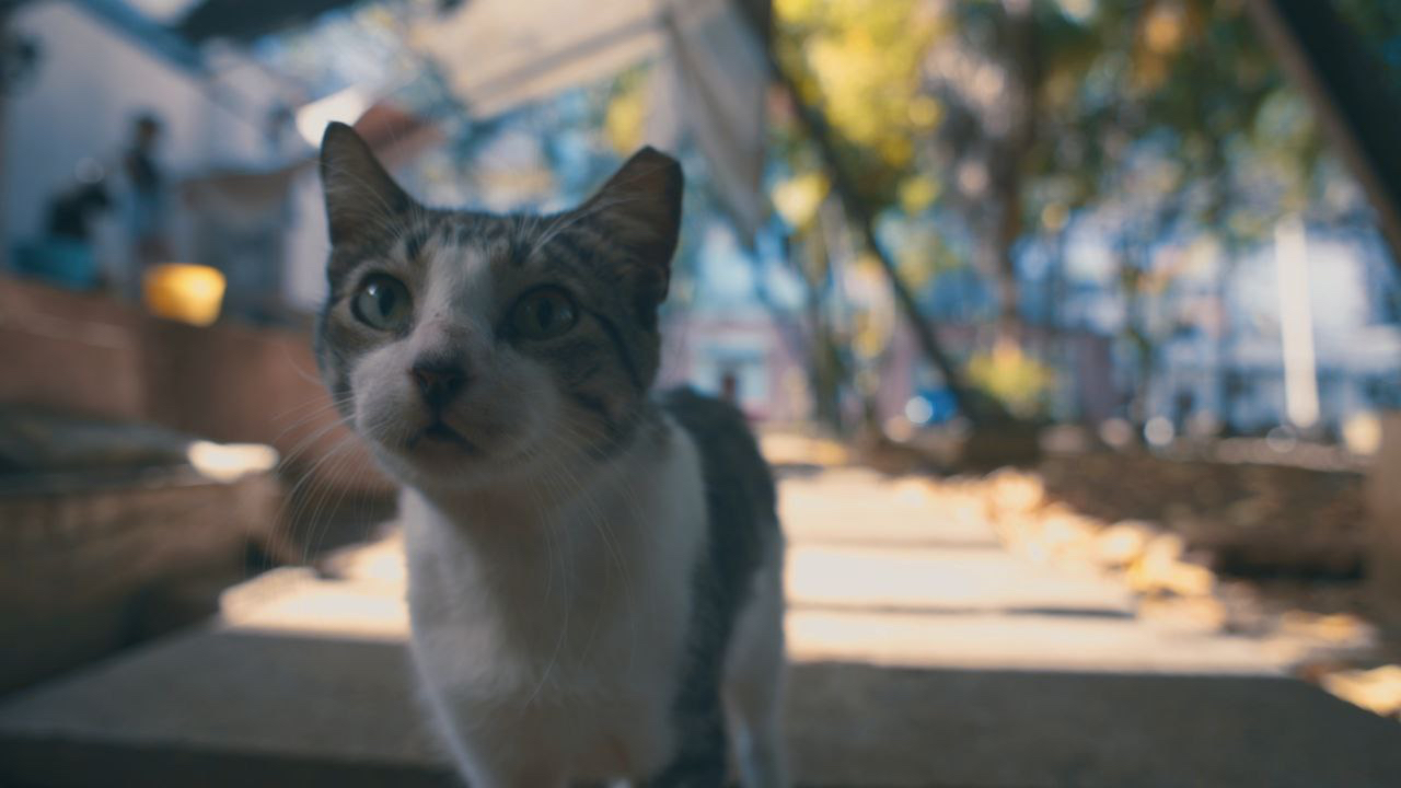 Gato_Aldama