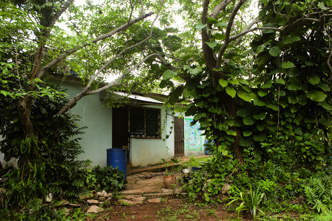 Vista de los árboles desde el fondo de la casa (Foto: Lien Villavicencio Cabrera).