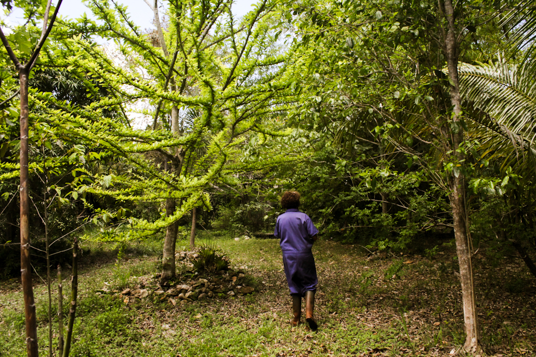 7 finca