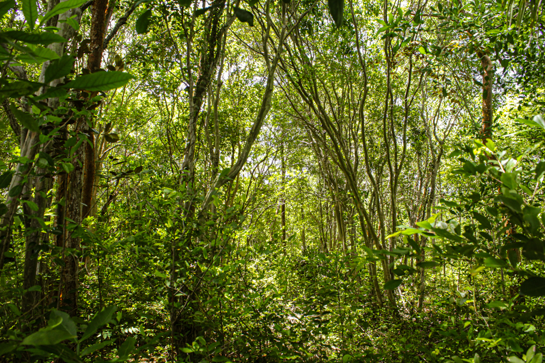 La reforestación se observa desde zonas muy cercanas a la casa (Foto: Lien Villavicencio Cabrera).
