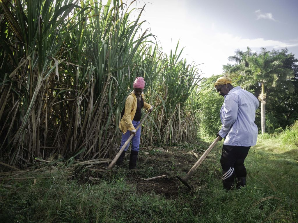 Dos mujeres trabajando la tierra en un campo de caña de azúcar en Cuba.