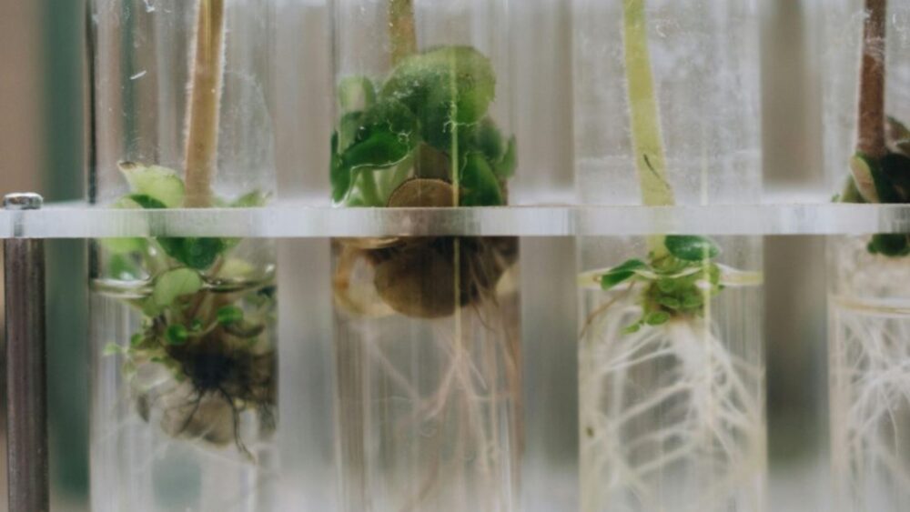 plantas en probetas