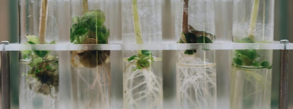 plantas en probetas