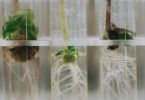plantas en probetas