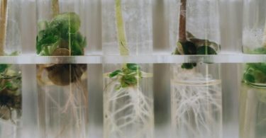 plantas en probetas