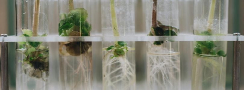 plantas en probetas