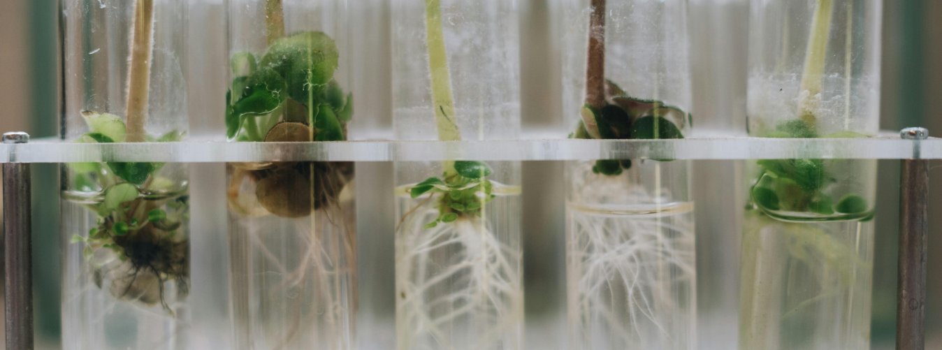 plantas en probetas