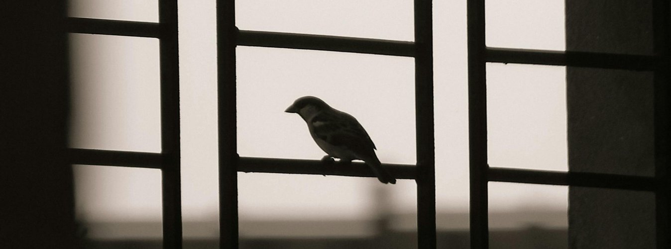 Pajaro-en-ventana