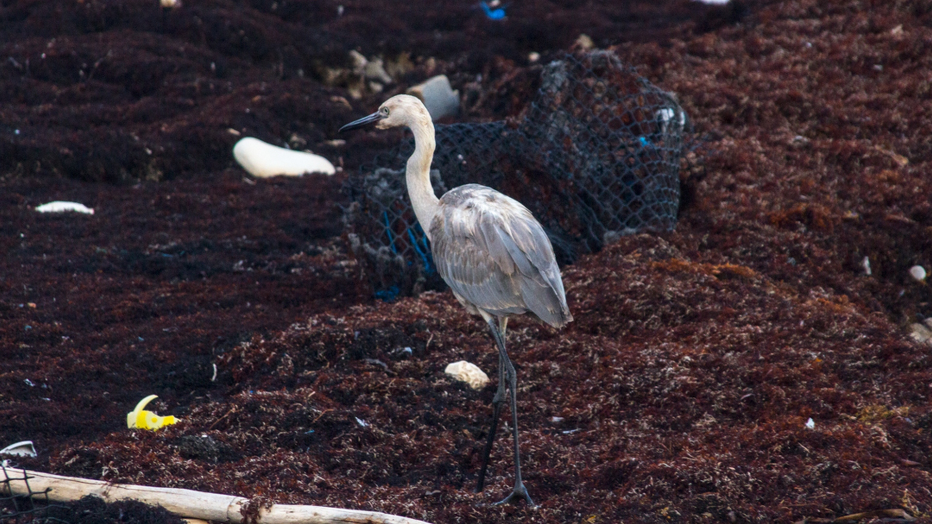 Algunas especies de aves conviven con el sargazo y la basura, entre los que buscan pequeños crustáceos o restos de animales de los cuales se alimentan (Foto: Jans Sosa Rojas).