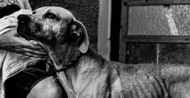 Perrito en refugio de animales