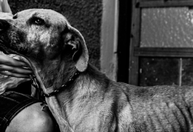 Perrito en refugio de animales