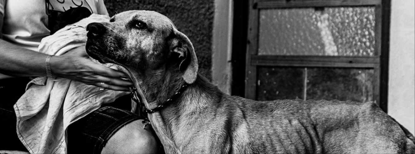Perrito en refugio de animales