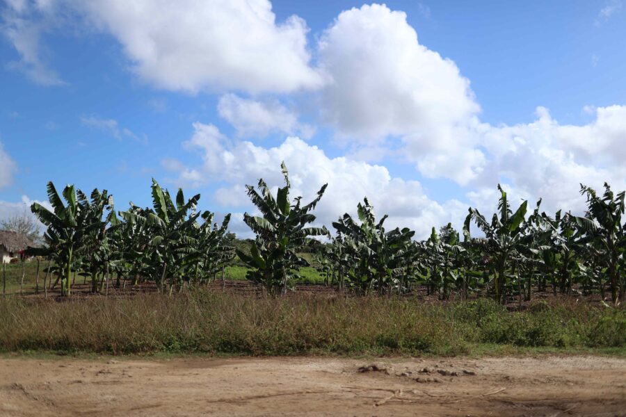 Matilde, an elderly farmer from Guáimaro, says she is pleased by the recent rains, which have helped her plantain to flourish.