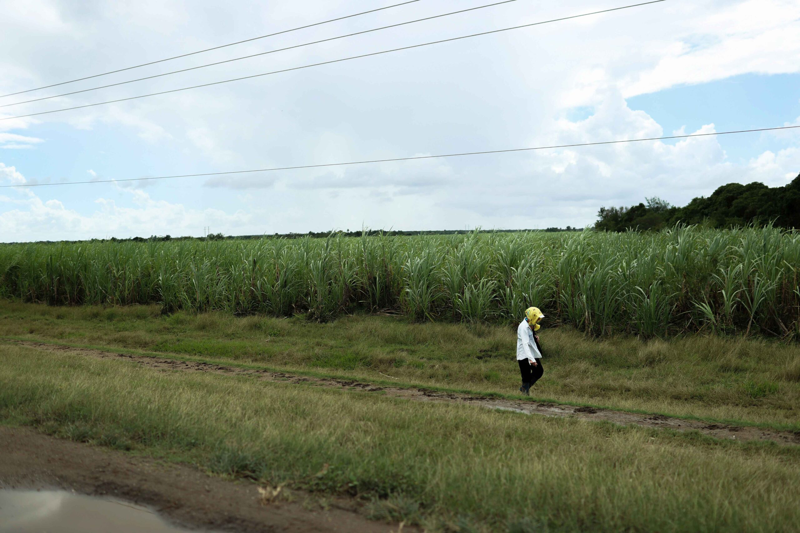 Una mujer camina a la orilla de un cañaveral en la provincia de Las Tunas, en el oriente del país. En octubre de 2025 la región sufrió graves afectaciones a causa del huracán Melisa. Foto: Luis Bustamante.